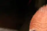 Il Marchese del Grillo