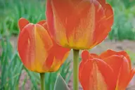 Gradina Visurilor