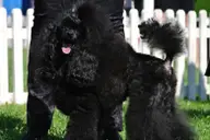 Expozitie canina la Timisoara
