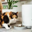 Gadgeturi pentru animalele de companie: hrănitoare și fântâni