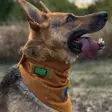 3 motive să alegi Bandana reglabilă K9Romania pentru câinele tău