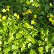 Parcul Catedralei