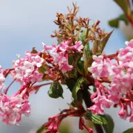 Anotimpuri