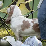 Cacib - Expozitie Canina