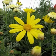 Expo Flora - editia 4