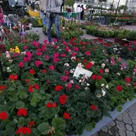 EXPO FLORICOLA 2011 LA Hala TIMCO