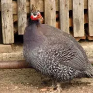 Gradina Zoologica