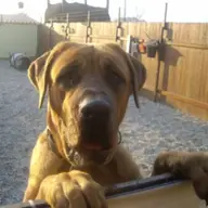 Pensiunea Canina Delarci