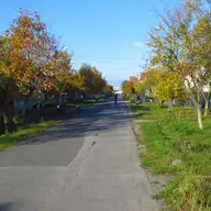 Strada Mesteacanului
