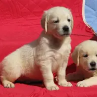 Pui golden retriever de vanzare