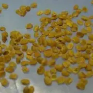 Seminte Goji Lycium Barbarum si Lycium Barbarum NQ