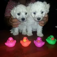 Vanzare Bichon Bolognese in Timisoara