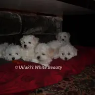 Vand pui de bichon cu certificat de origine ACH-FCI