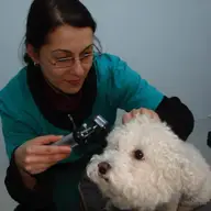 Godean Mihaela - doctor