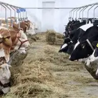 Locuri de munca la ferme de animale din Germania