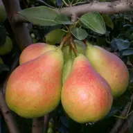 Vand tuica de pere, produs 100% natural