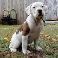 Bulldogi americani