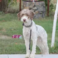 Vand lagotto romagnolo