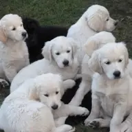 Pui Golden Retriever de vanzare