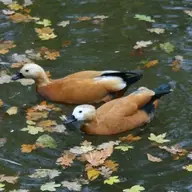 Gradina Zoologica