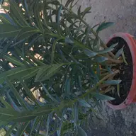 Plante ornamentale (chiparos, oleander, tuya)