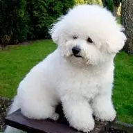 Pet Estet