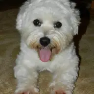 Pierdut bichon maltez, mascul, in localitatea Giroc, RECOMPENSA MARE