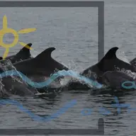 Campania nationala “Adopta un delfin” - Fii si tu parintele adoptiv al unui delfin din Marea Neagra!