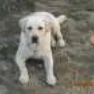Labrador pentru monta