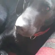 Pierdut catea labrador neagra cu zgarda rosie