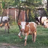 Vand vaci de lapte si vitei