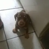 Pui Teckel