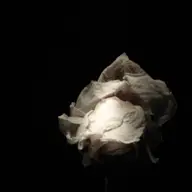 Patricia Teodorescu - ROSE – Breath
