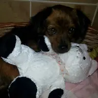 Caut stapan pentru catelusa Dolly