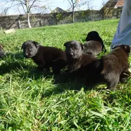 Pui Ciobanesc German linii de lucru cu pedigree