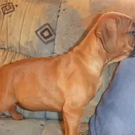 Vand catei Boxer German