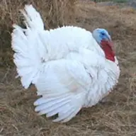 Curcani de sarbatori