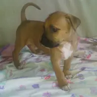 De vanzare catelusa amstaff sau mascul amstaff