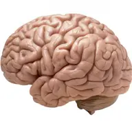 Pasi simpli spre obtinerea unui coeficient de inteligenta (IQ) imbunatatit