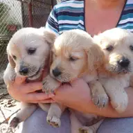 Pui Golden Retriever la vanzare