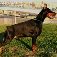 Pui dobermann de vanzare