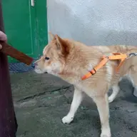 Se cauta stapan pentru un Akita-Inu
