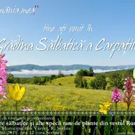 Expozitie de specii rare de plante din vestul Romaniei la Muzeul din Varset