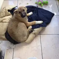 Catelusa iubitoare in varsta de 2 luni, imi doresc un stapan