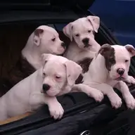 Vand pui de bulldog american