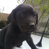 Catei Labrador Visla din parinti campioni