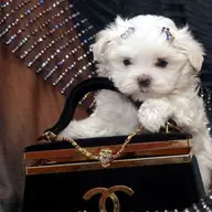 Bichon Maltez, catei talie mica, albi, 2 luni