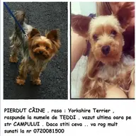 Pierdut / Furat