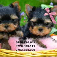 Yorkshire Terrier Toy, talie foarte mica, de apartament
