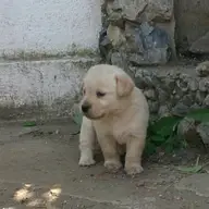 Pui Labrador